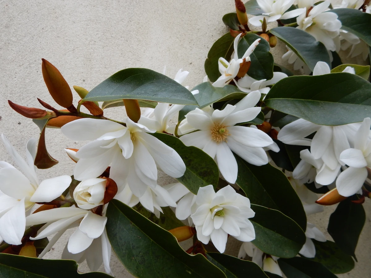 Fairy White